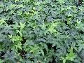 Patricia English Ivy / Hedera helix 